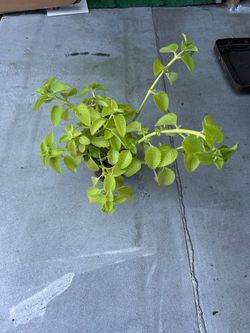 Cuban Oregano (Orégano Cubano/Poleo) Live Plant