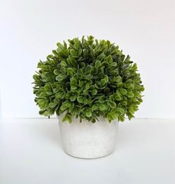 8” Tall Artificial Boxwood Plant in Distressed Cement-Looking Pot