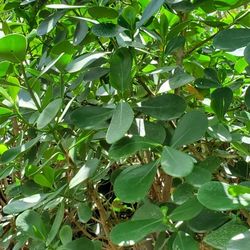 Clusia With Installation 5.5 feet tall in the ground in 15 gallon