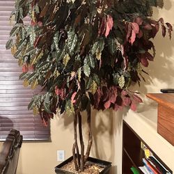 Huge Tree
