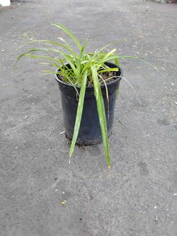 Spider Plant in Black Nursery Pot