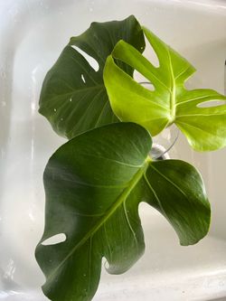 Monstera deliciosa