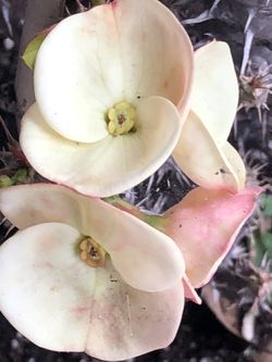 Corona De Cristo Angel Blanco