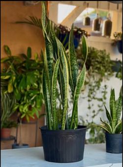 Large Snake Plant in Black Pot