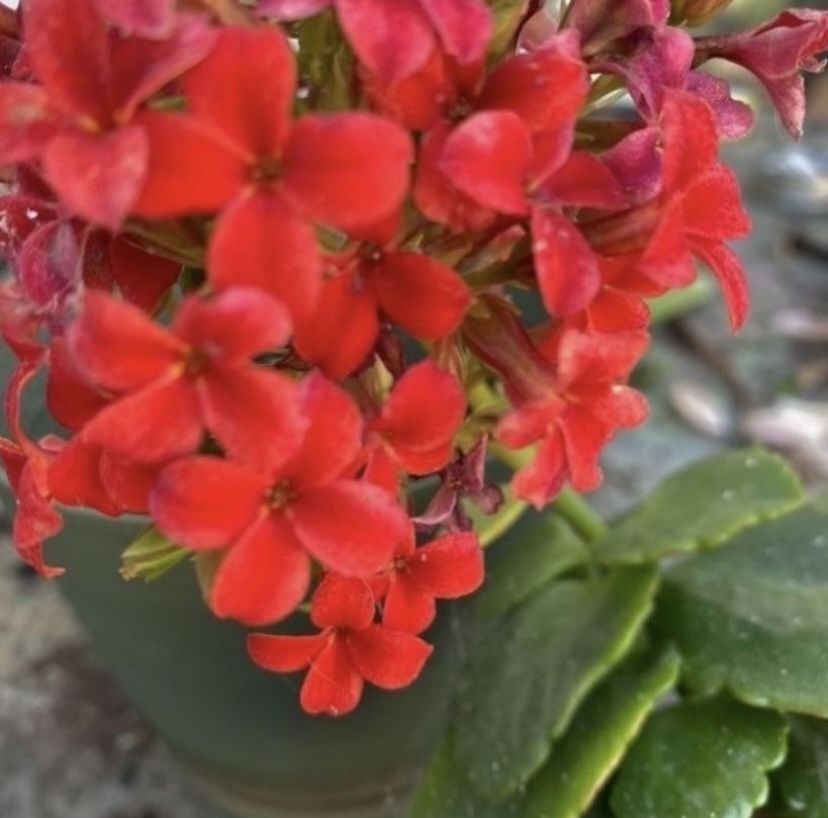1 Gallon Pot Succulent Plant - Kalanchoe Crenata Red - Neverdie - Rooted & Established - Drought Resistant- Indoor / Outdoor plant ๐ธ