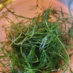 Hornwort Aquarium Plant With Ramshorn Snails 