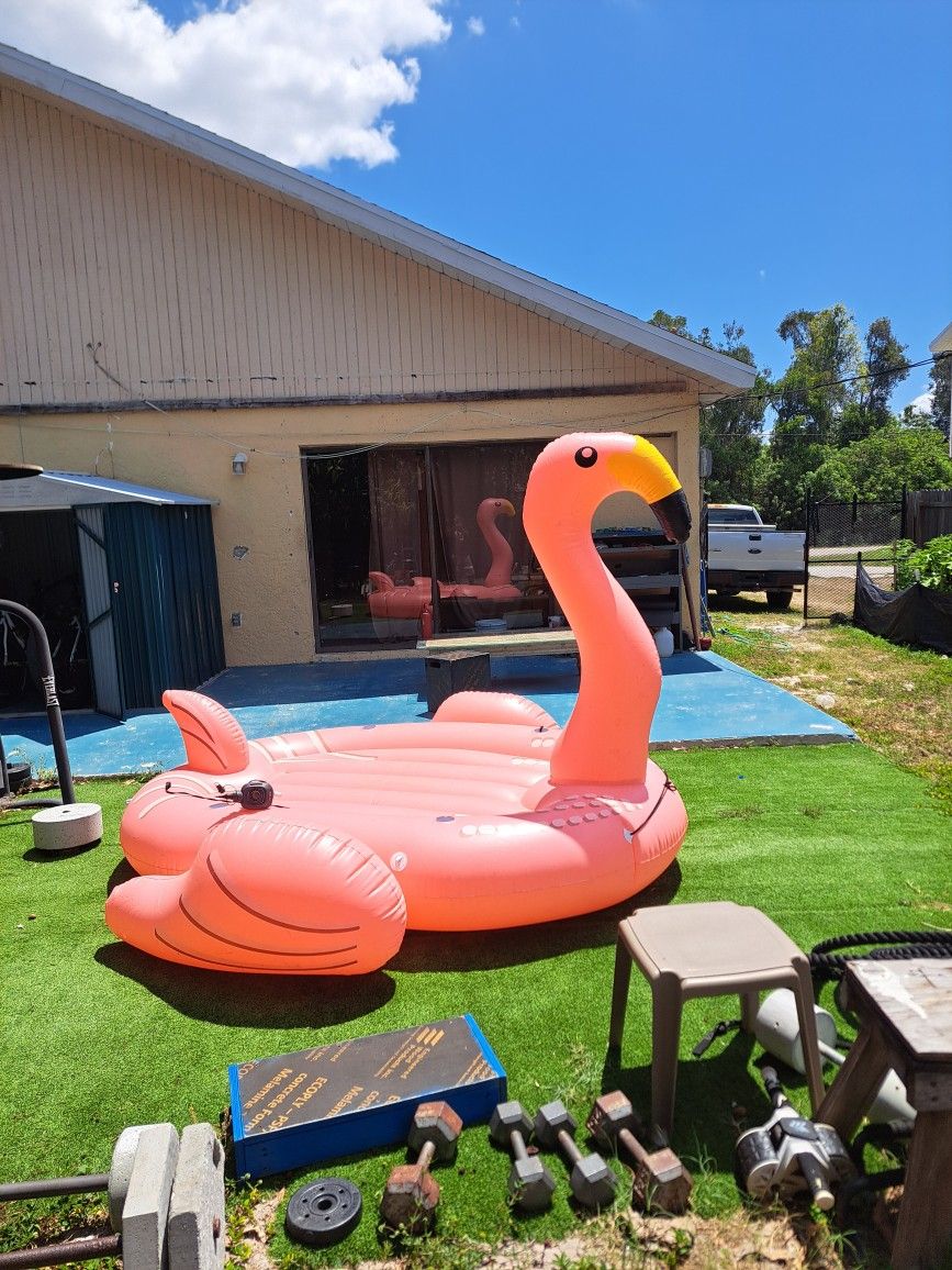 Flamingo
