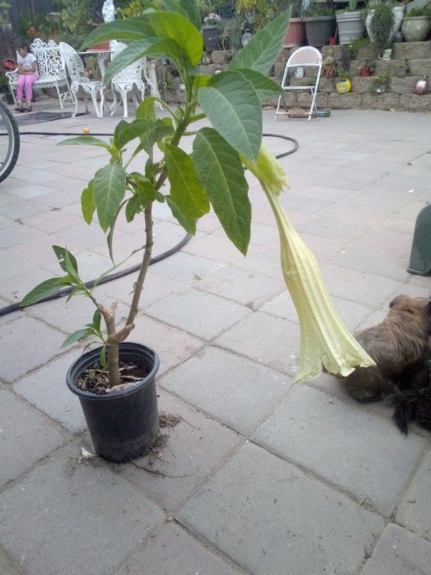 Trompeta De Ángel