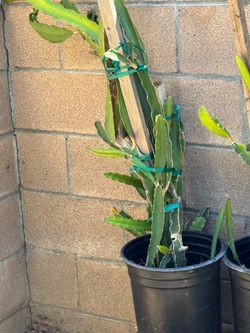 Plantas de pytahaya