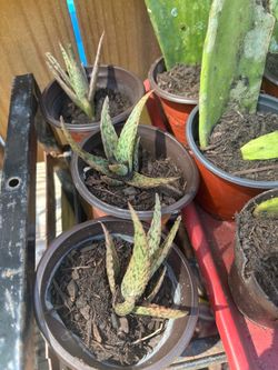 Tiger aloe plants