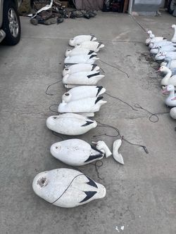 Snow goose