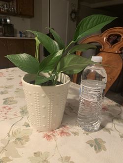 Baltic Blue Pothos 🪴 