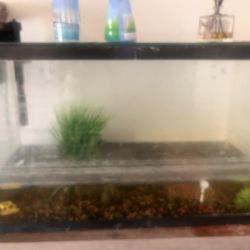 Fish Aquarium 