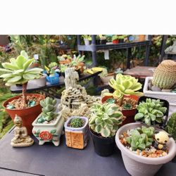 Plant Sale Today. Sat AND Sunday IN San Lorenzo