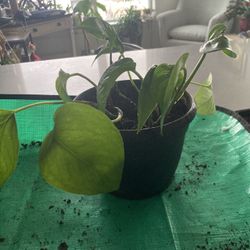 Pothos In 6” Plastic Pot
