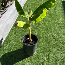 Banana Tree Plant