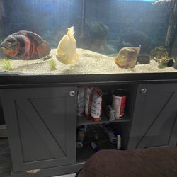 75 Gallon Fish Tank