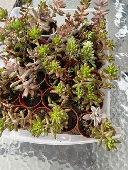 Succulents Small Plants