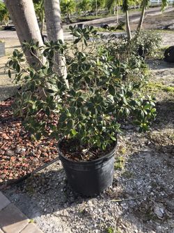 Green Island Ficus