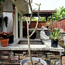 Plumeria Tree In 17" Pot With 2 Varieties Of Flowers (1 Was Grafted On)