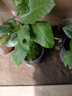 Elephant Ear Plants
