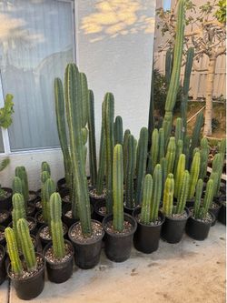 San Pedro cactus