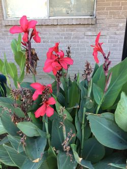CANNA LILY ROSA $5