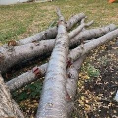 Large Cedar Tree 