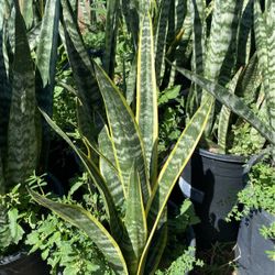 Snake plant