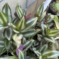 Planta