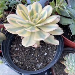 Aeonium Succulent Plant