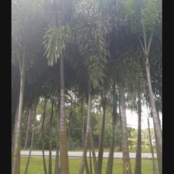 Palm Tree ( Delivery And Install Included )