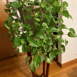 Plant and Vase without Stand