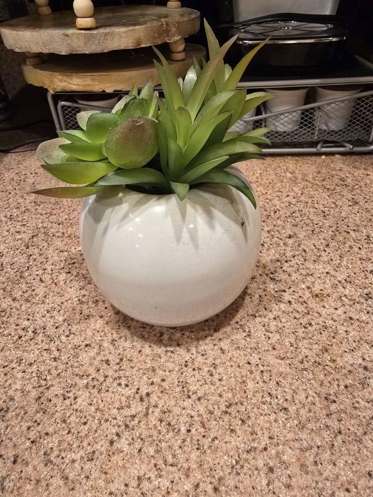 Succulent