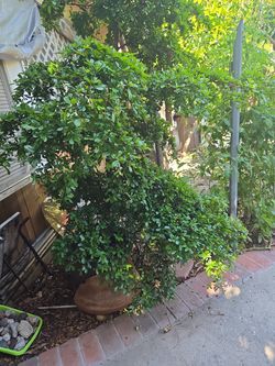 12" Árbol hornamental