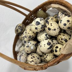 Quail Eggs Fertilized Hatchlings Chicks