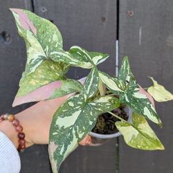 Collector's Plant: Syngonium Tricolor Red Spot 4" Pot - Indoor House Plants 
