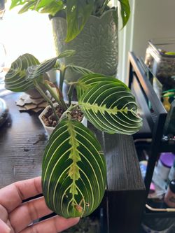 Lemon Lime Prayer Plant