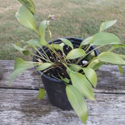 Hosta Plant