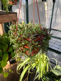 Ruby's Necklace Succulent