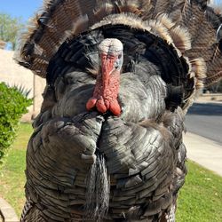 Turkey Mount