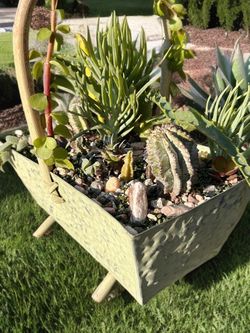 Cactus arrangements in antique metal basket