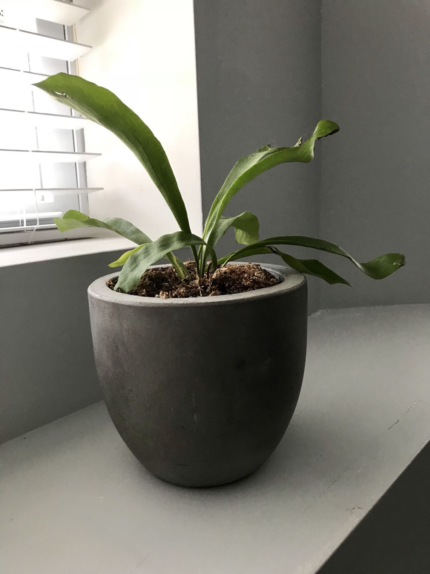 Staghorn Fern Small Houseplant