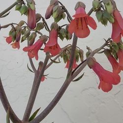 Mother Of Thousand Plant In Big Pot 