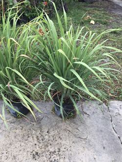Lemon grass