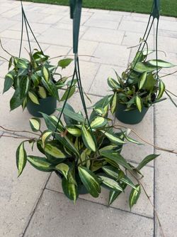 Hoya pot of gold