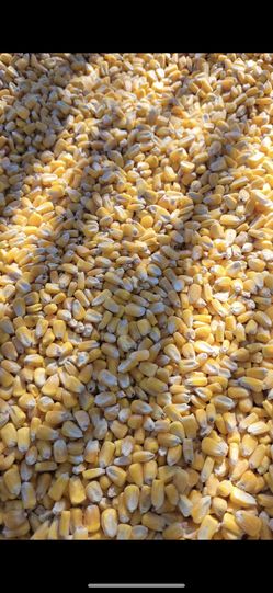 Maíz 🌽 Para Sus Animales