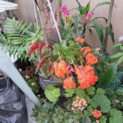 Various Shrubs And Flowers