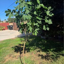 Chaya Plant Medesinal 