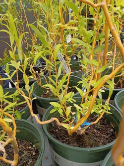 Golden Curly Willow